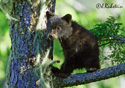 Ursus americanus